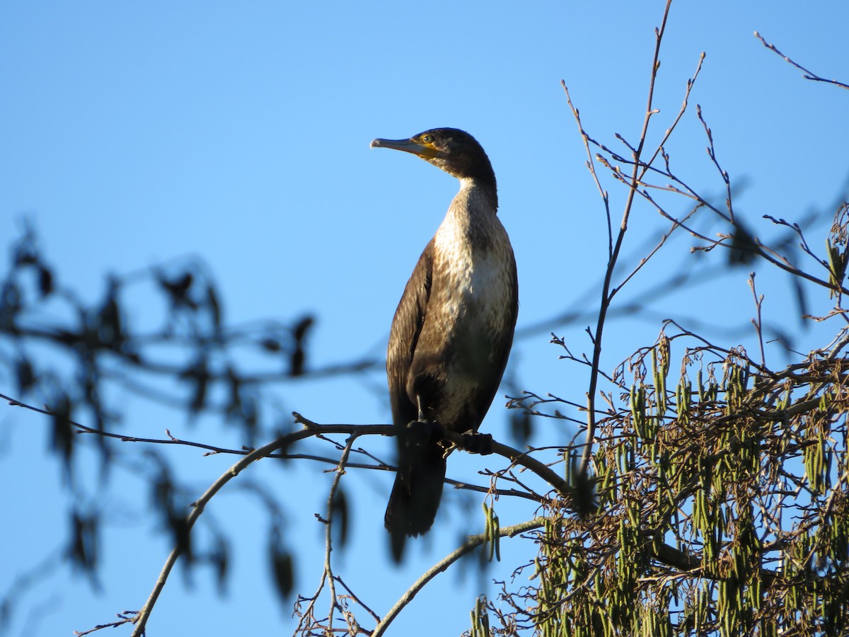 kormorán velký - ML646959343