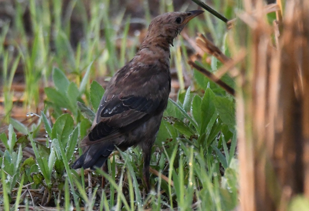 Rosy Starling - ML646959344