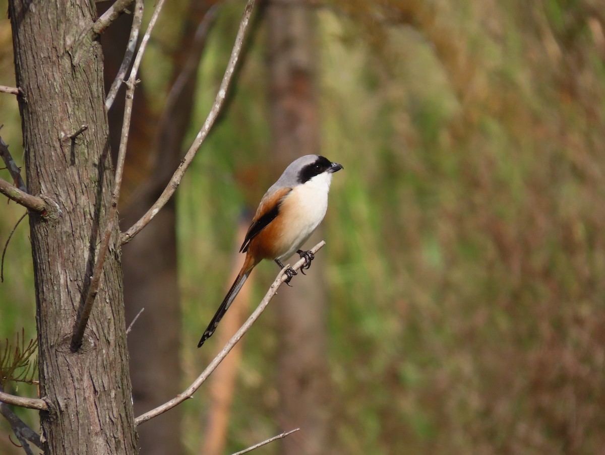 Long-tailed Shrike (schach) - ML646959346