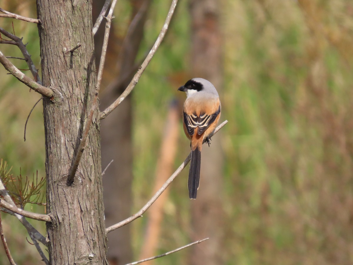 Long-tailed Shrike (schach) - ML646959348