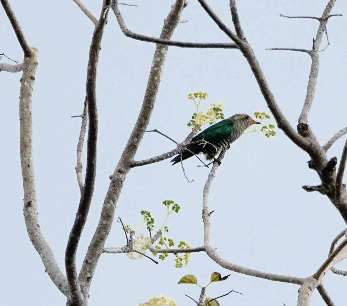 Asian Emerald Cuckoo - ML646959351