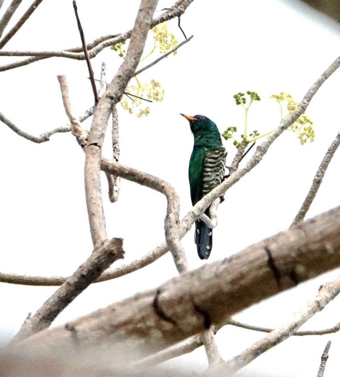 Asian Emerald Cuckoo - ML646959352