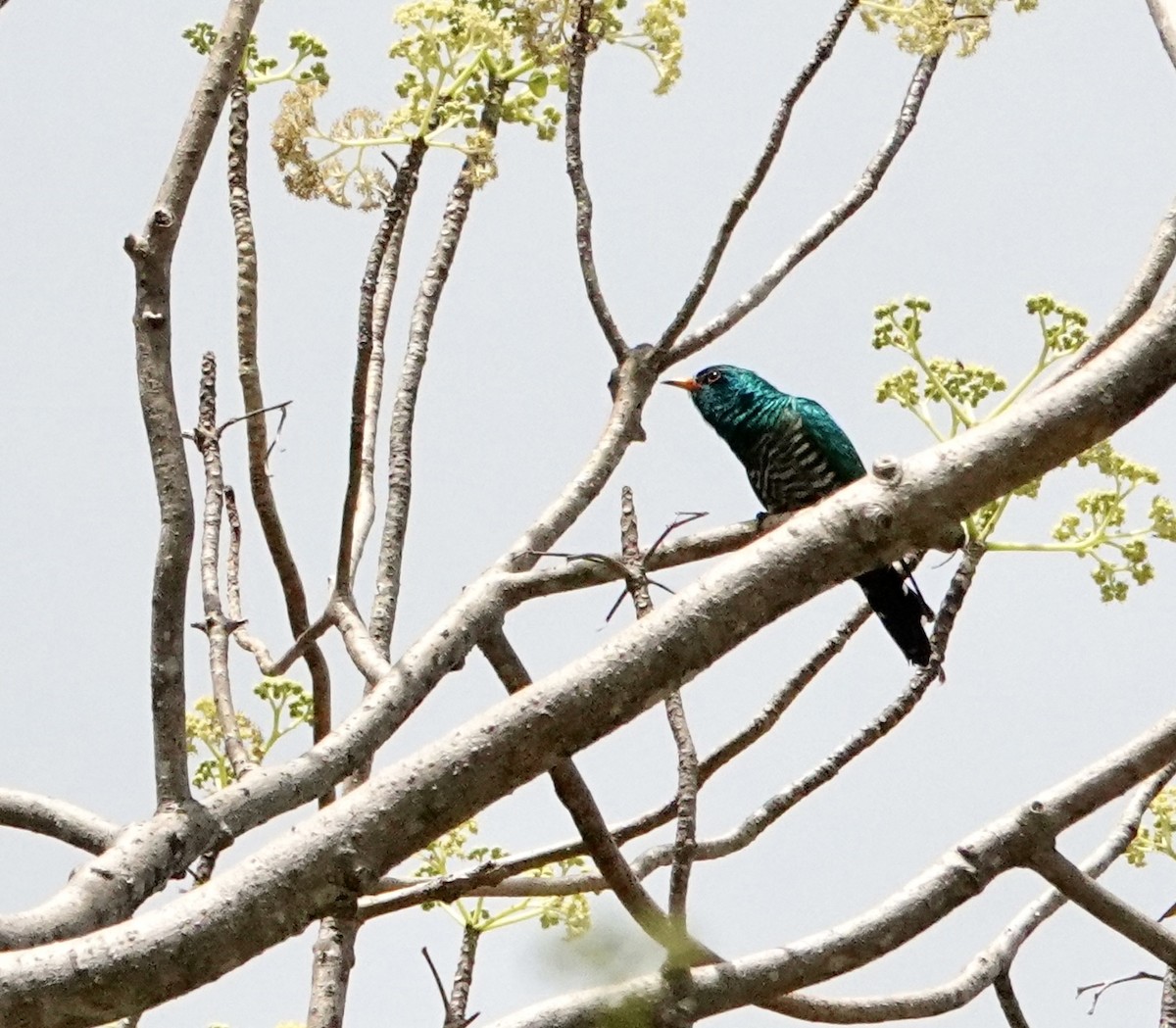 Asian Emerald Cuckoo - ML646959353