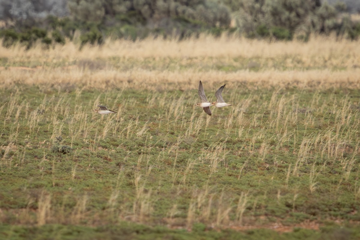 Пісочник довгоногий - ML646959358