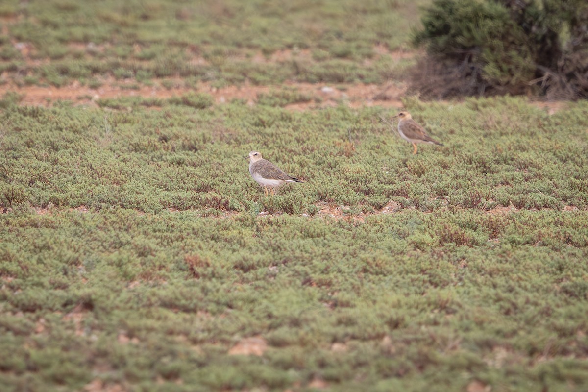 Пісочник довгоногий - ML646959359