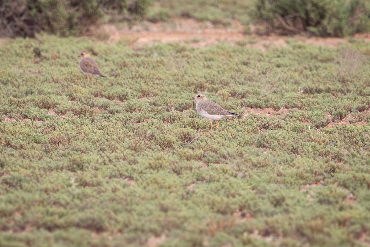 Пісочник довгоногий - ML646959360