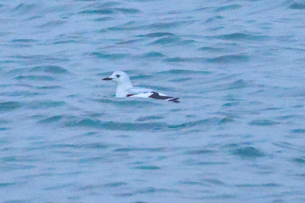 alkoun obecný - ML646959366