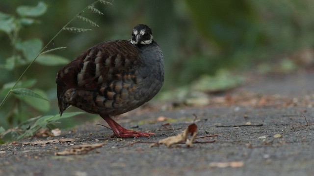 Malayan Partridge - ML646959367