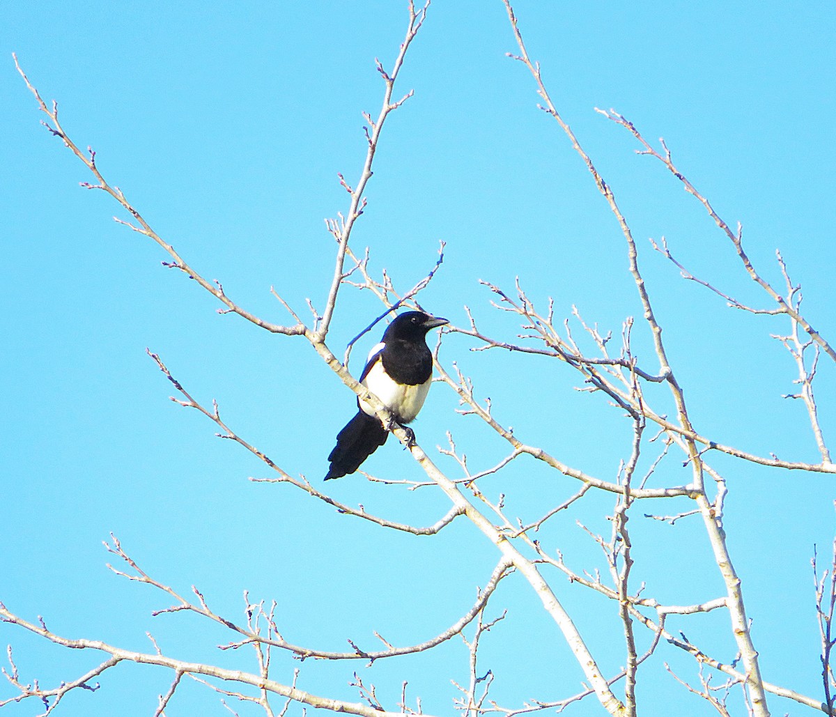 straka obecná - ML646959371