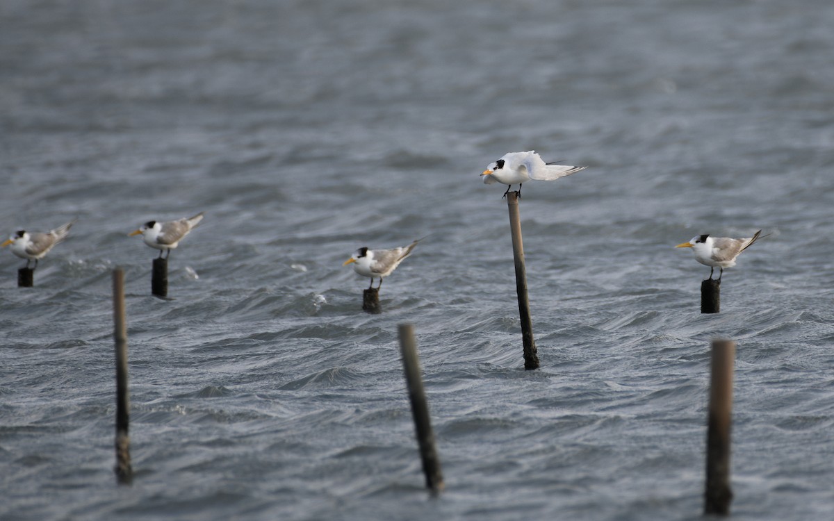 kinaterne - ML646959372