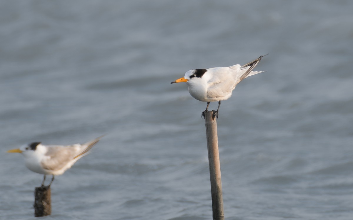 kinaterne - ML646959373