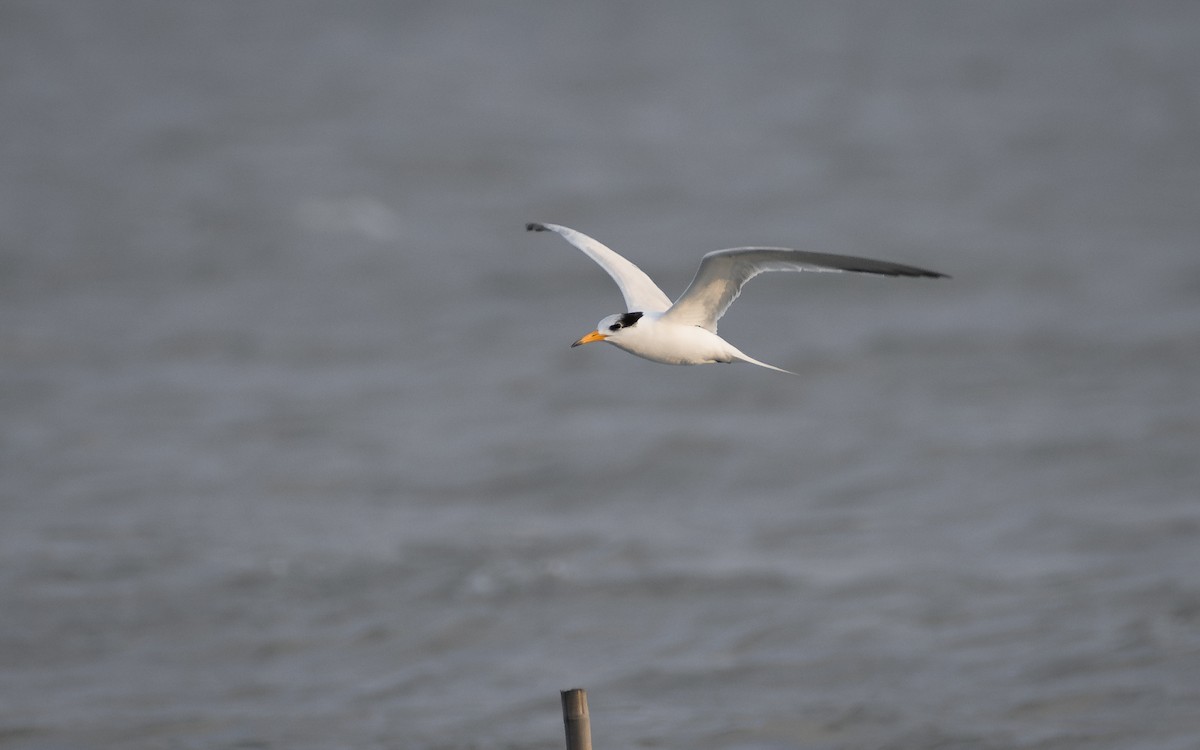 kinaterne - ML646959374