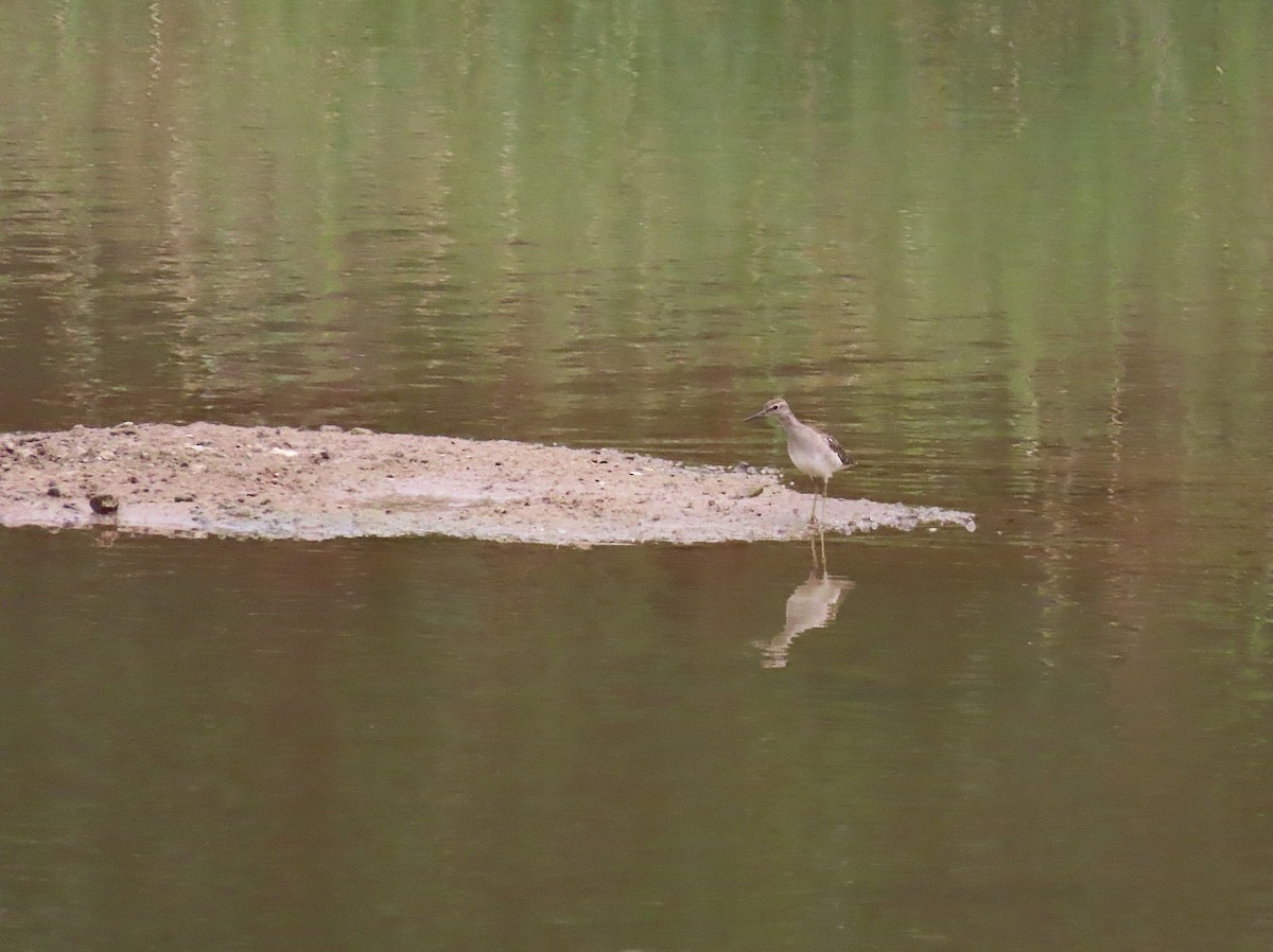 Kuliska pikarta - ML646959375