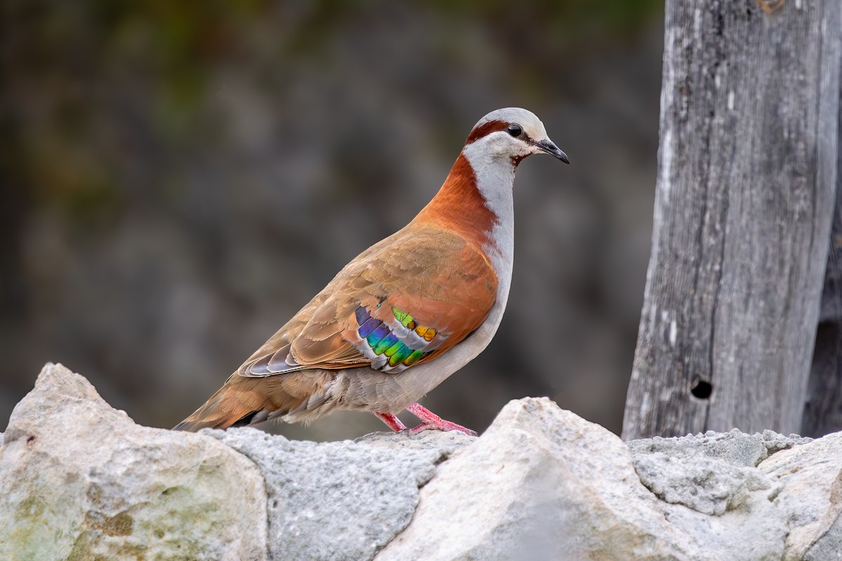 Colombine élégante - ML646959376