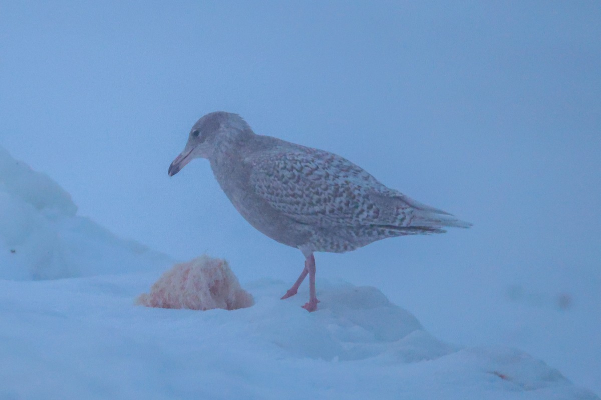 Eismöwe - ML646959377