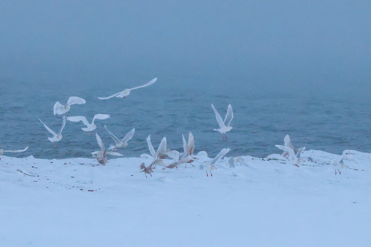 Eismöwe - ML646959378