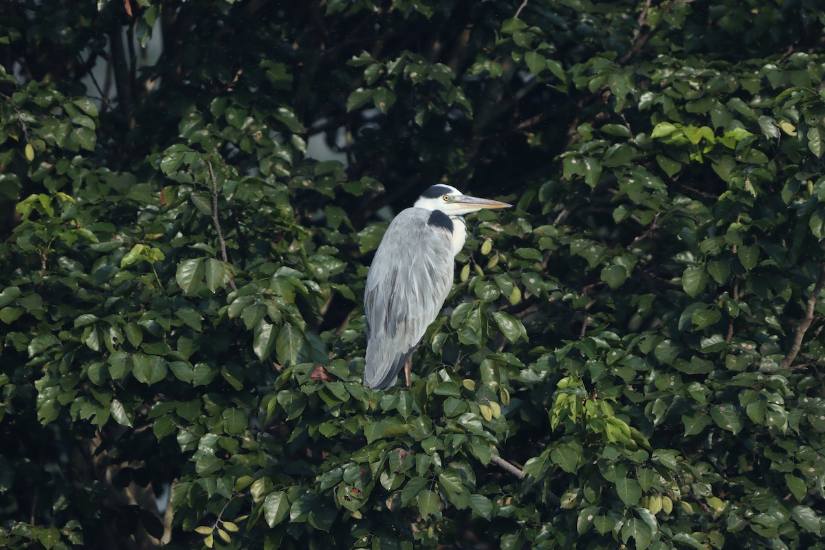 Airone cenerino - ML646959379