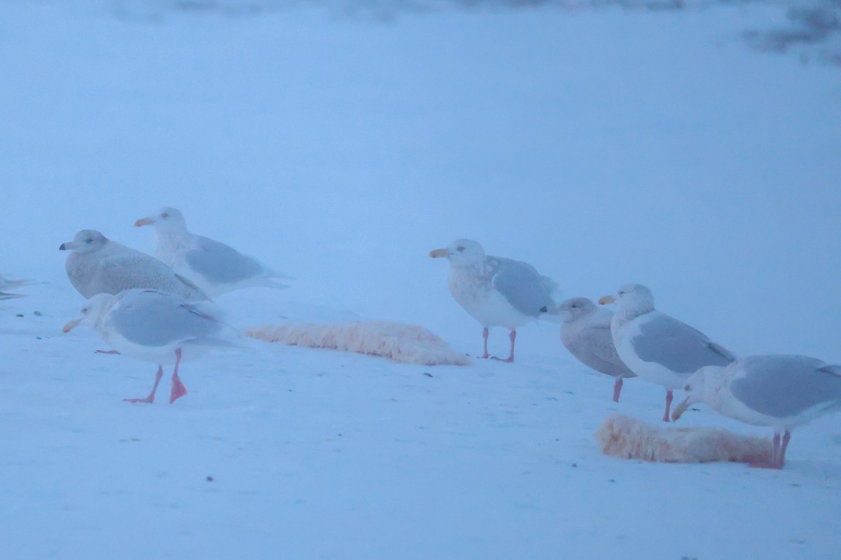 Eismöwe - ML646959380