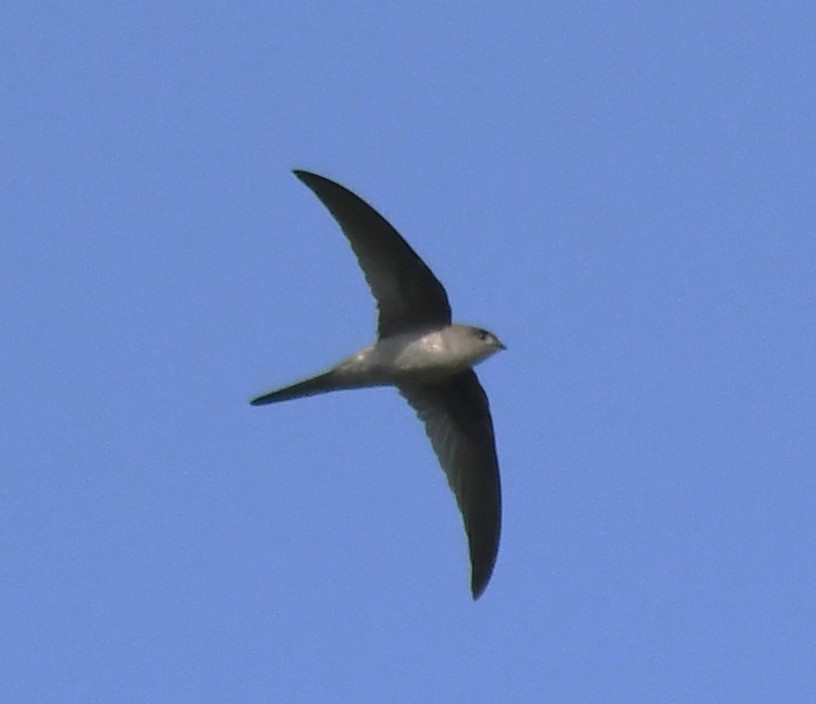 Asian Palm Swift - ML646959381