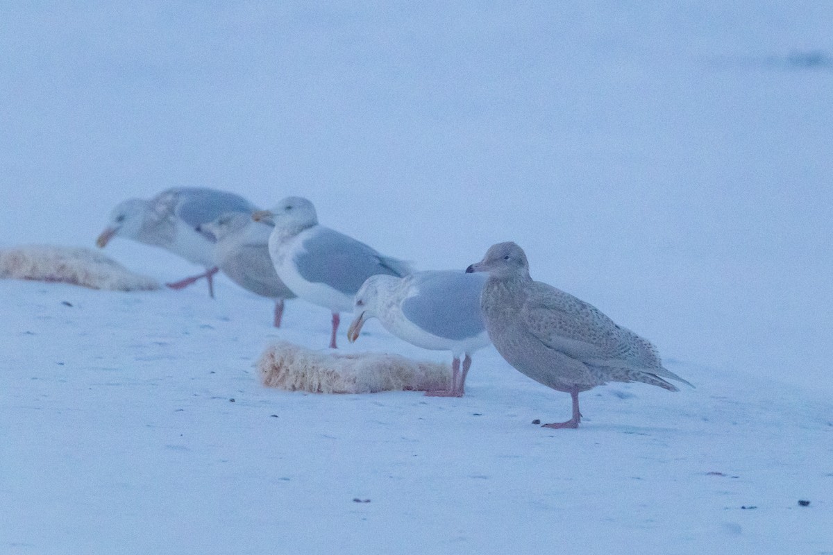 Eismöwe - ML646959382