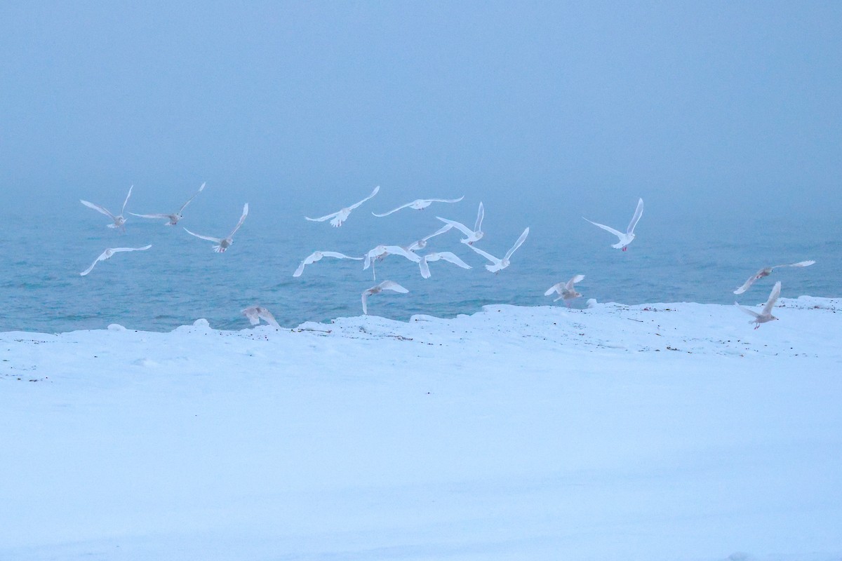 Eismöwe - ML646959383