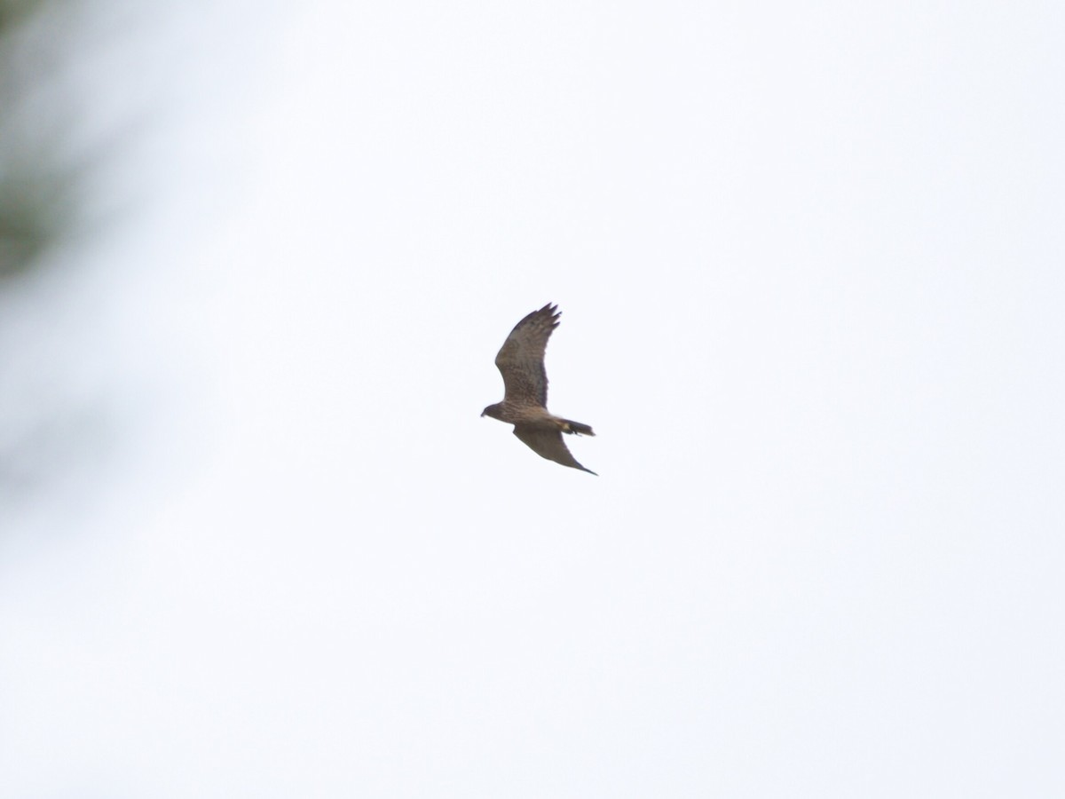 Swamp Harrier - ML646959385