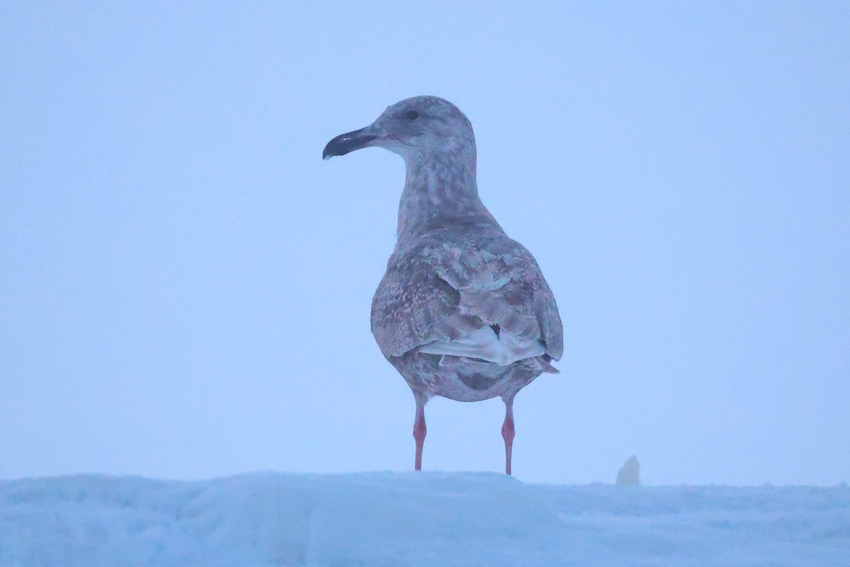 Beringmöwe - ML646959387