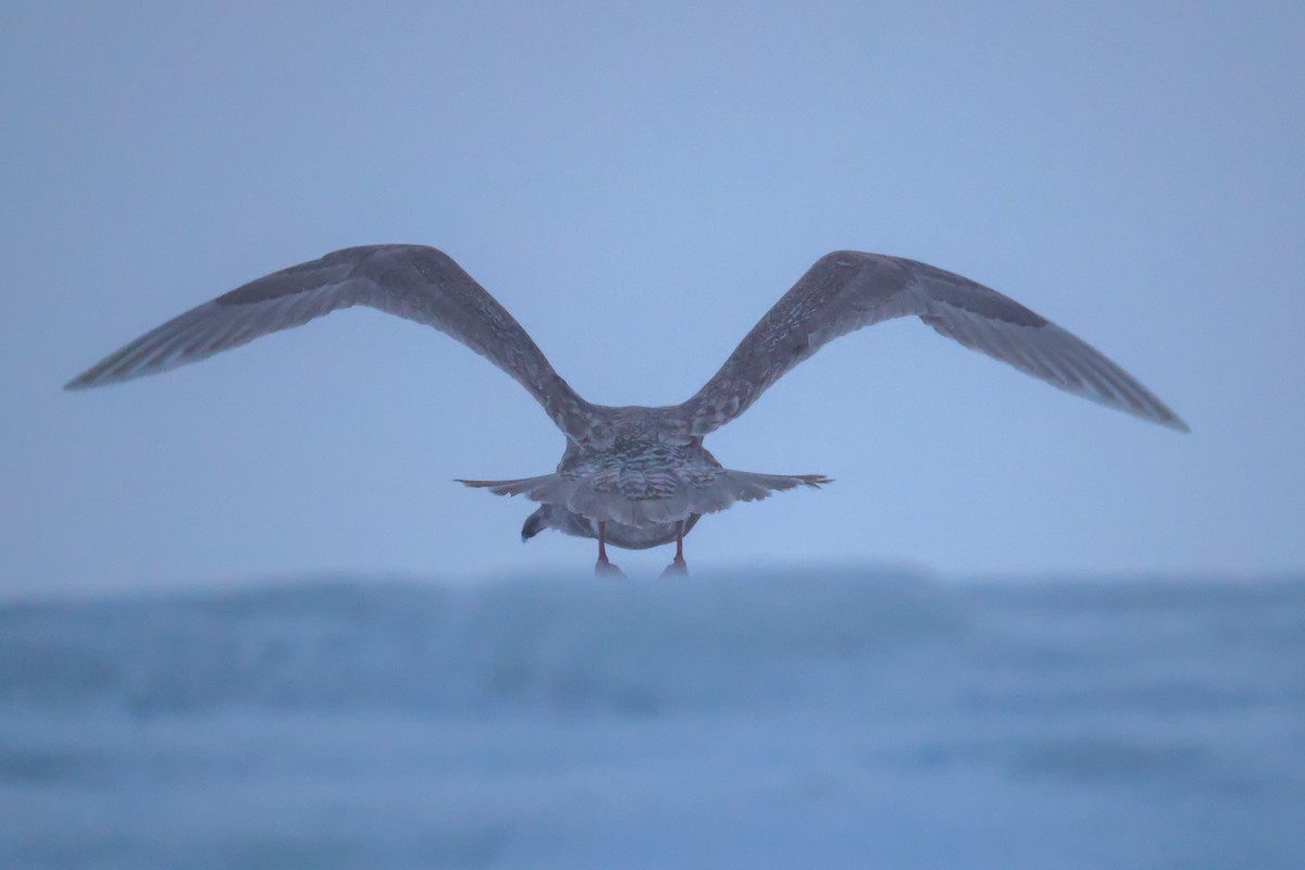 Beringmöwe - ML646959388