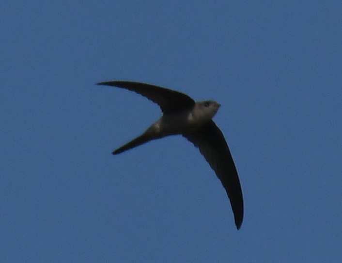 Asian Palm Swift - ML646959389