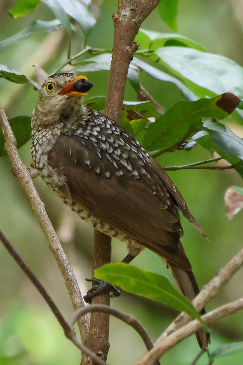 Альтанник королівський - ML646959396