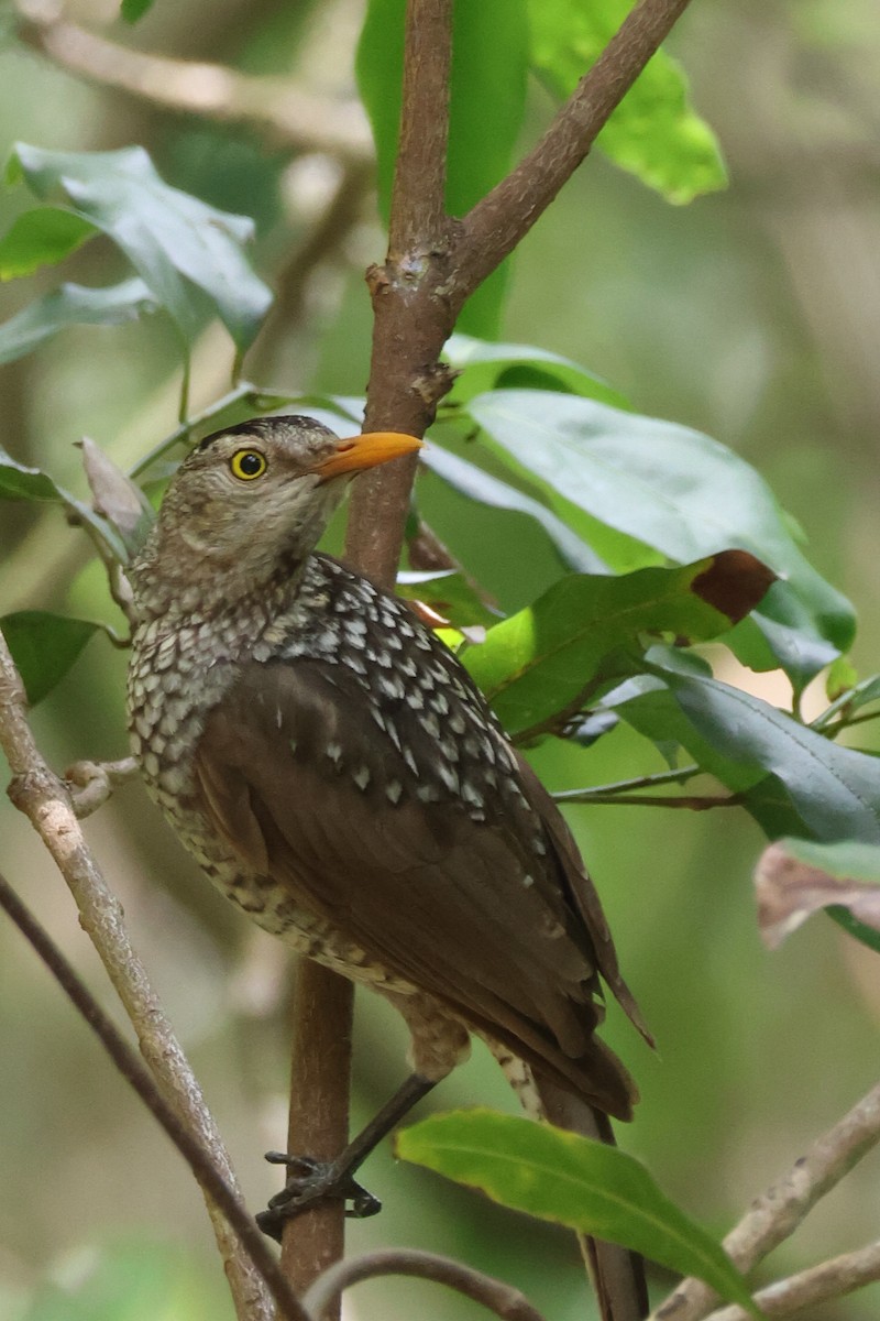 Альтанник королівський - ML646959397