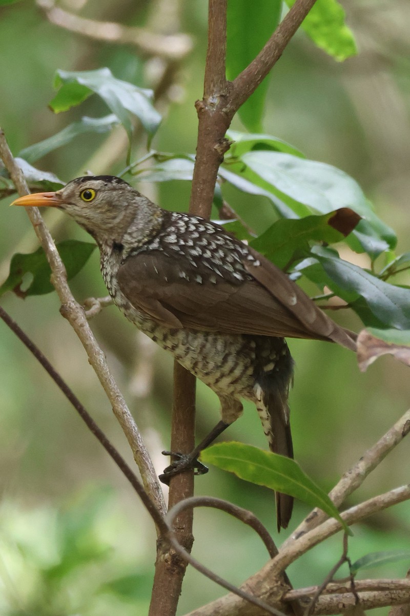 Альтанник королівський - ML646959398