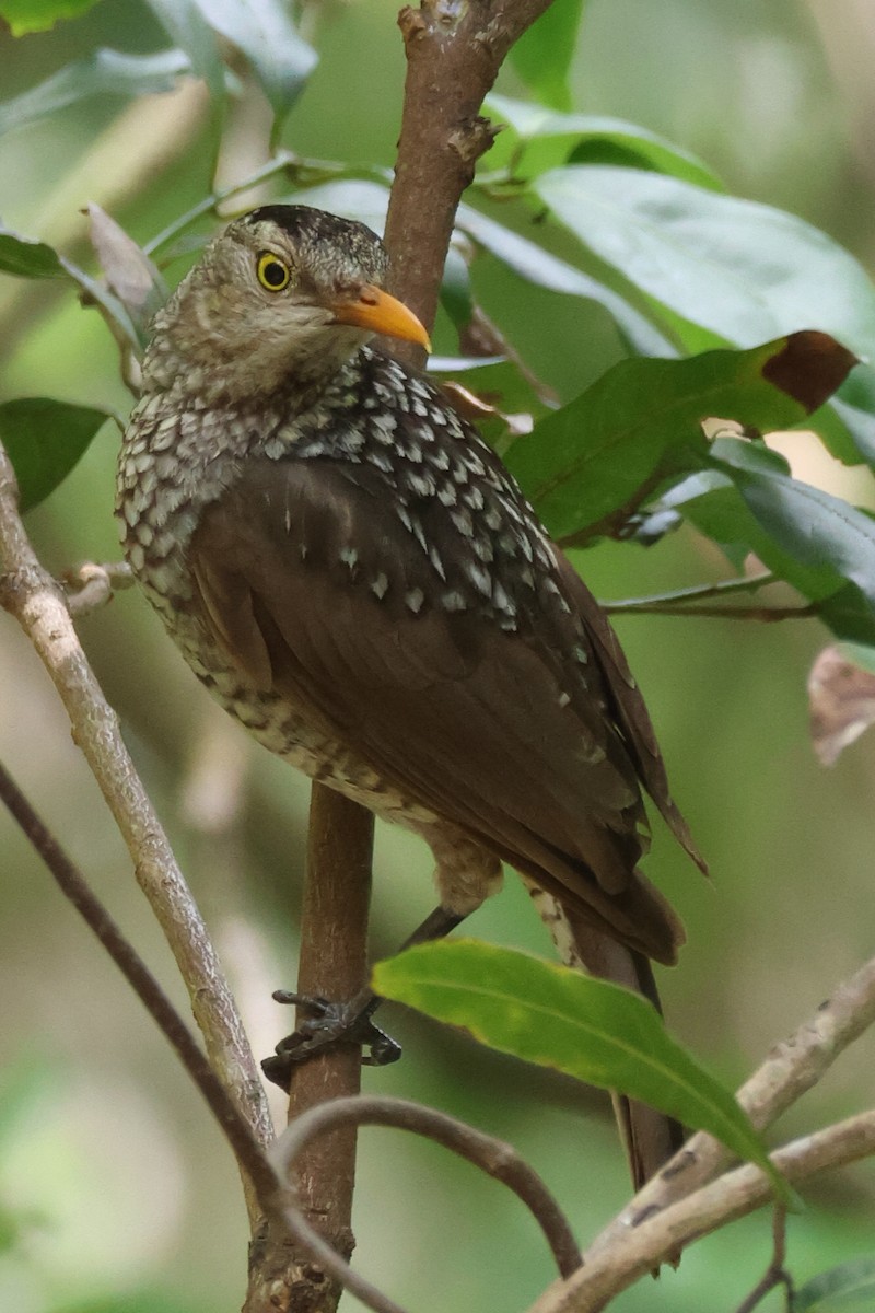Альтанник королівський - ML646959399