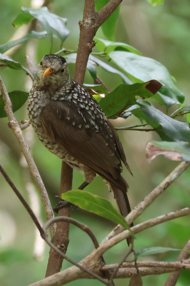 Альтанник королівський - ML646959400