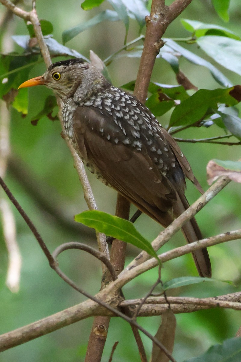 Альтанник королівський - ML646959401