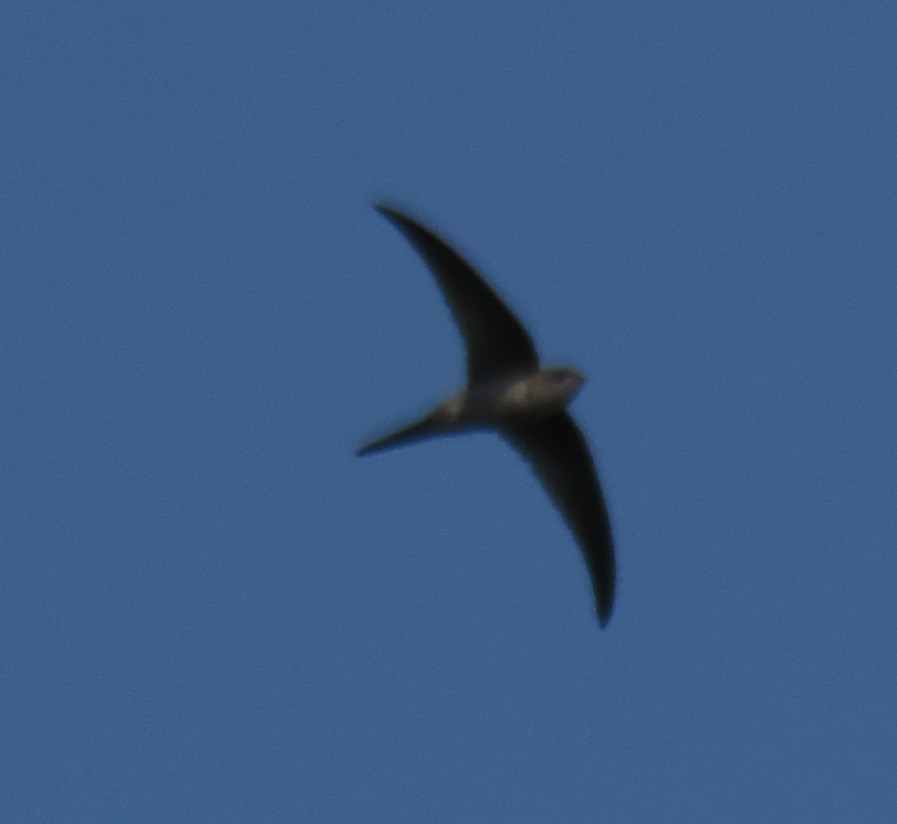 Asian Palm Swift - ML646959402