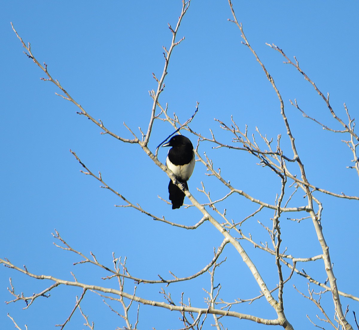 straka obecná - ML646959407