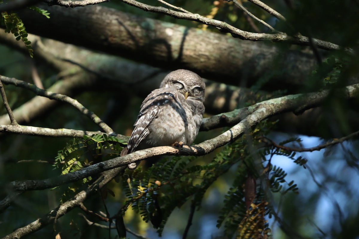 Браминский сыч - ML646959412