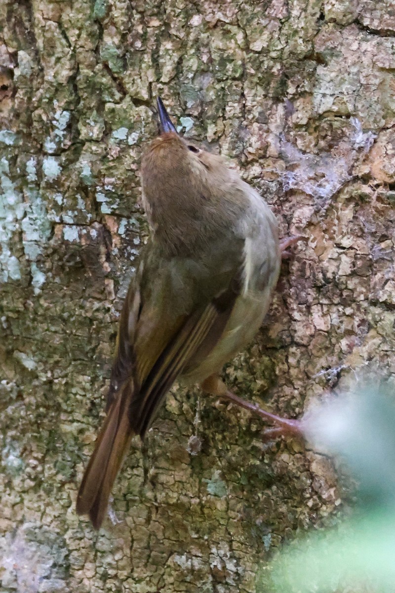 Кущовик східний - ML646959414