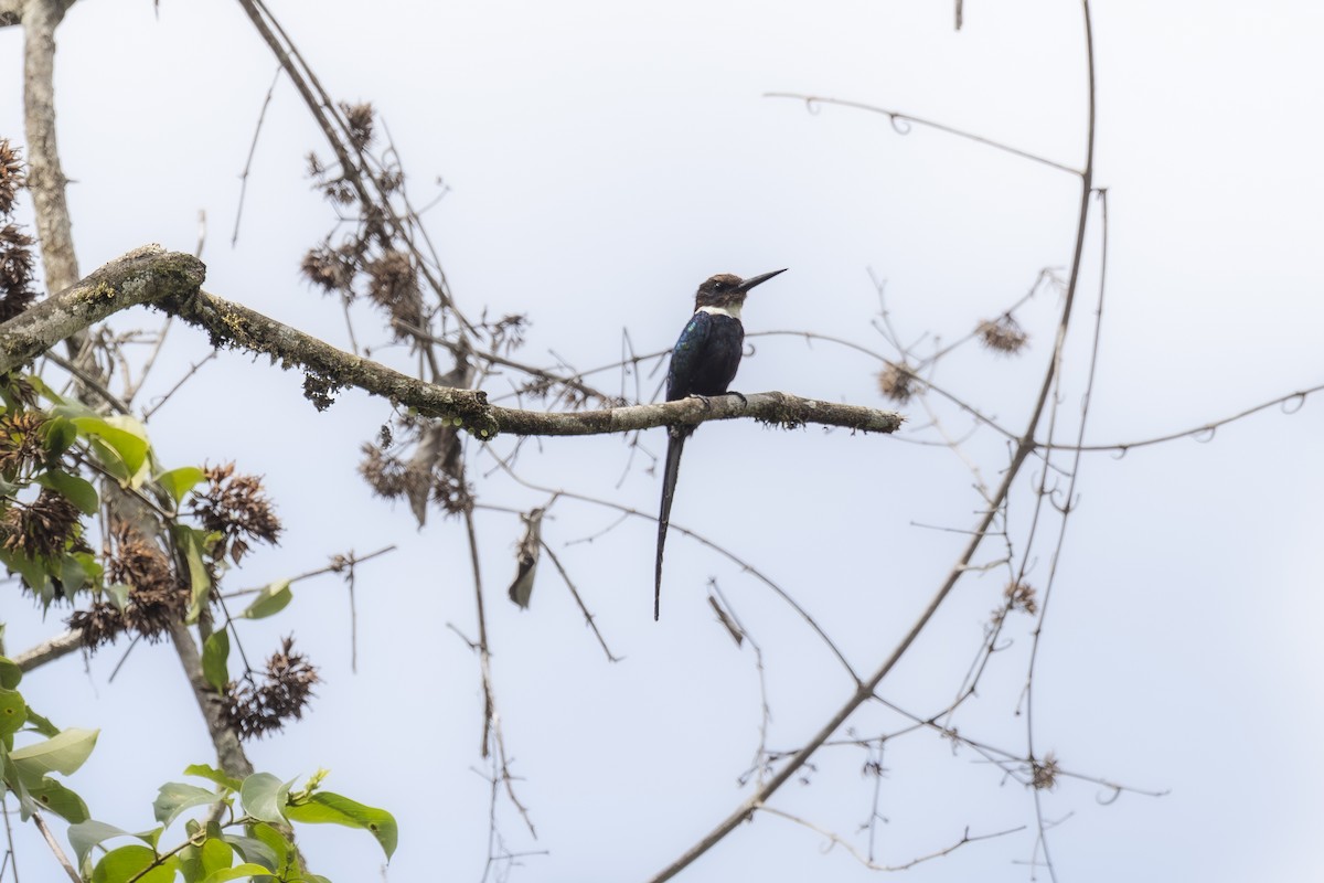 Paradise Jacamar - ML646959415