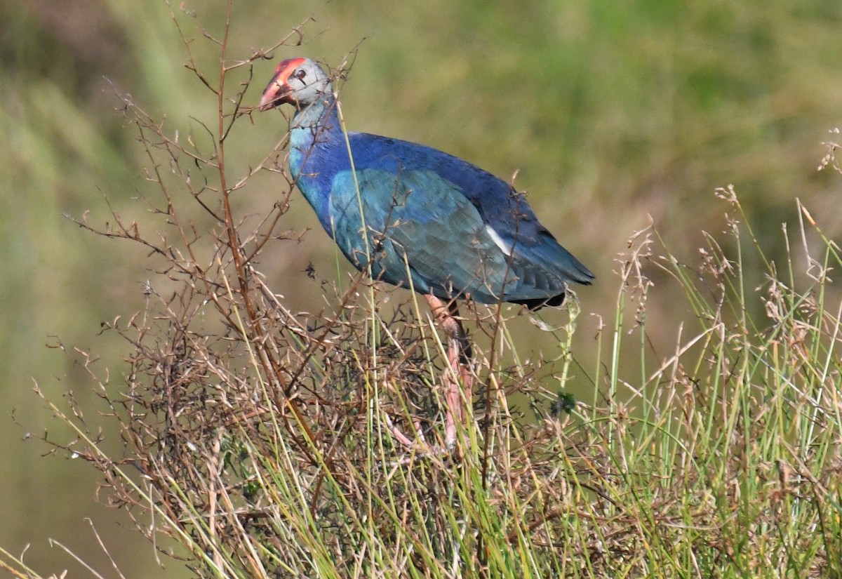 灰頭紫水雞 - ML646959416