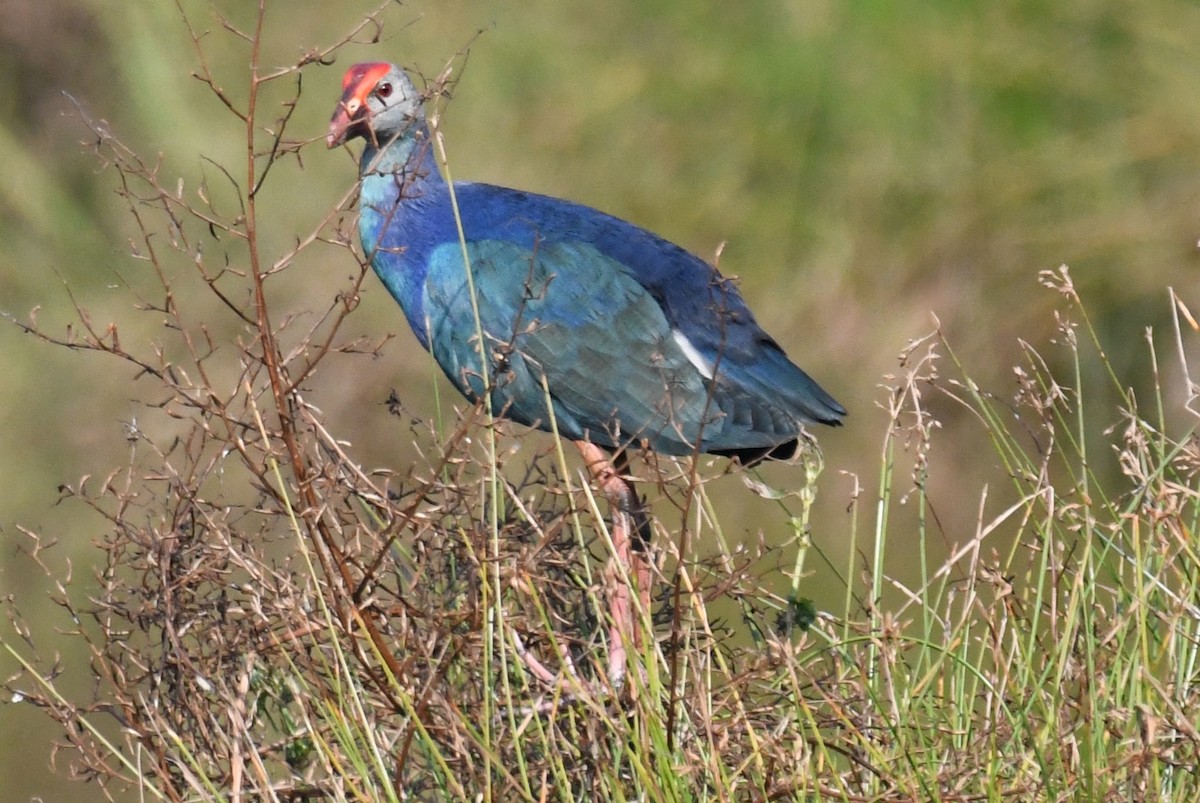 灰頭紫水雞 - ML646959420