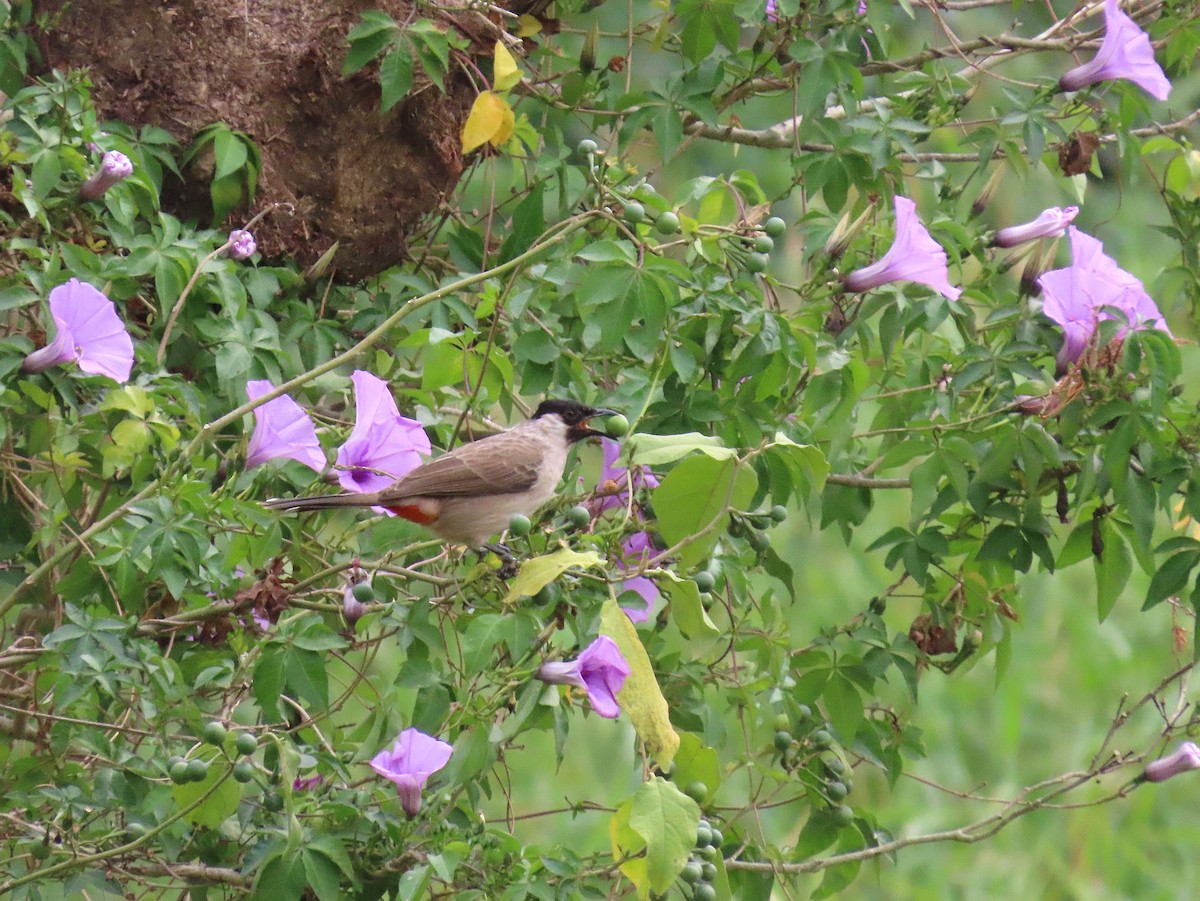 Bulbul urre-ipurdia - ML646959423