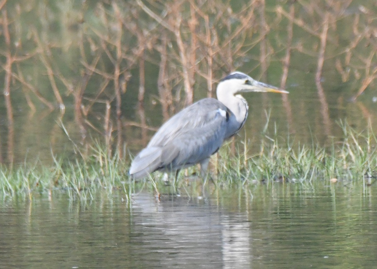 Airone cenerino - ML646959425