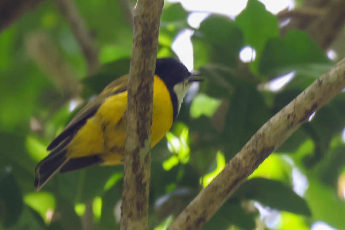 Golden Whistler - ML646959426