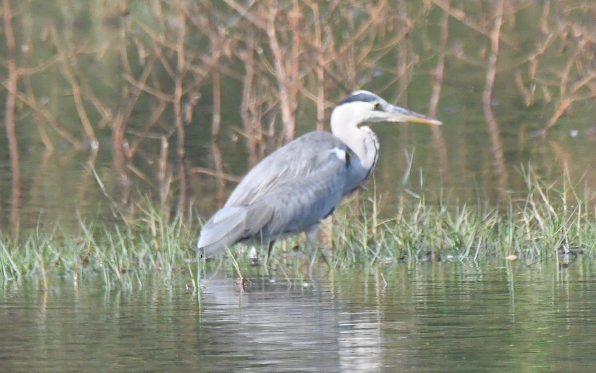 Airone cenerino - ML646959427