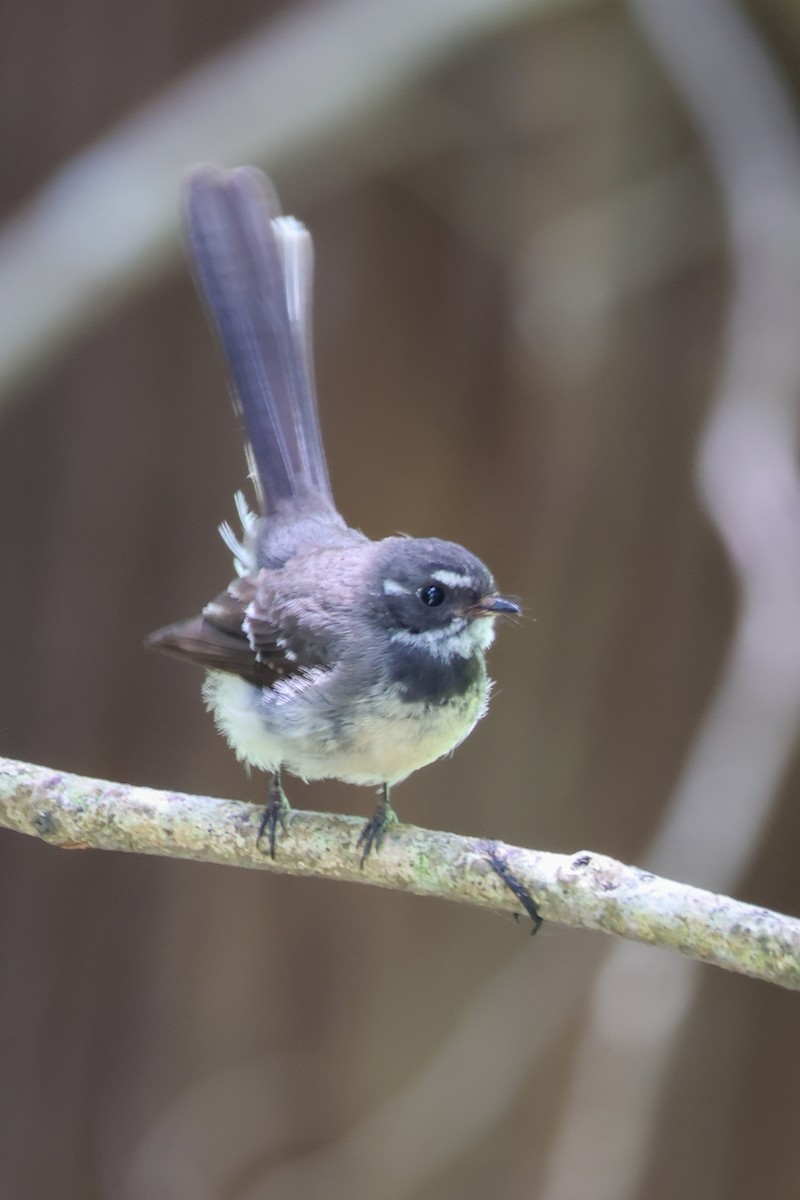 Віялохвістка сиза - ML646959428