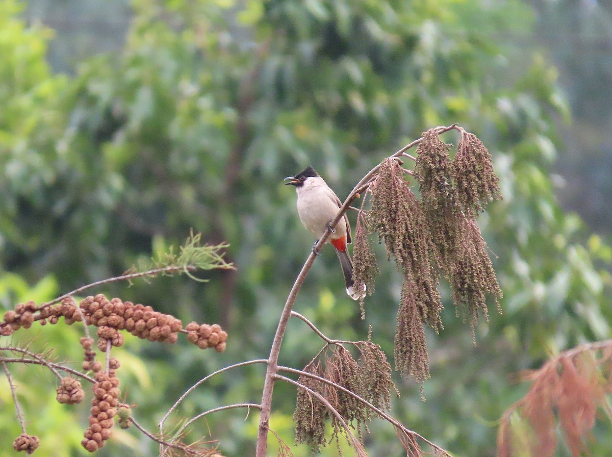 Bulbul urre-ipurdia - ML646959430