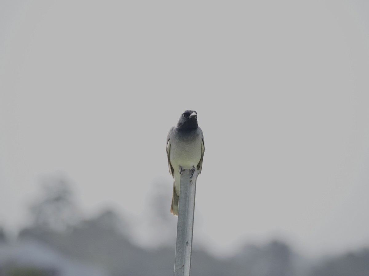 Black-faced Cuckooshrike - ML646959433