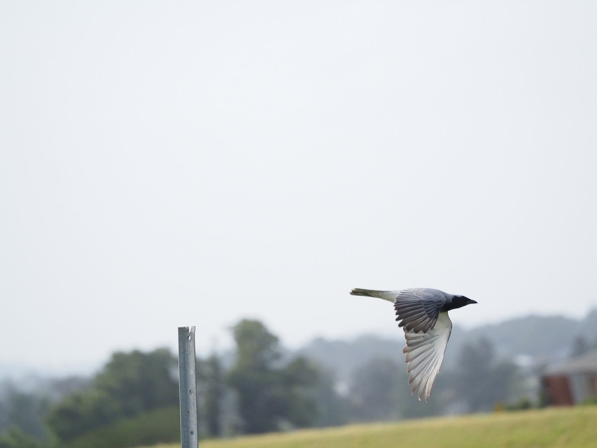 Black-faced Cuckooshrike - ML646959434